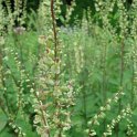 Teucrium scorodonia fleur
